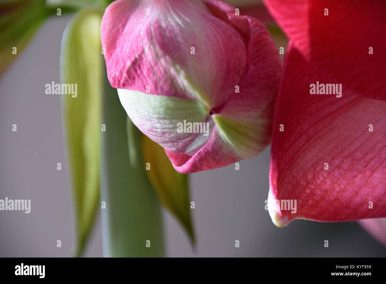 Amaryllis plant in pink with pastel Colors background Stock Photo