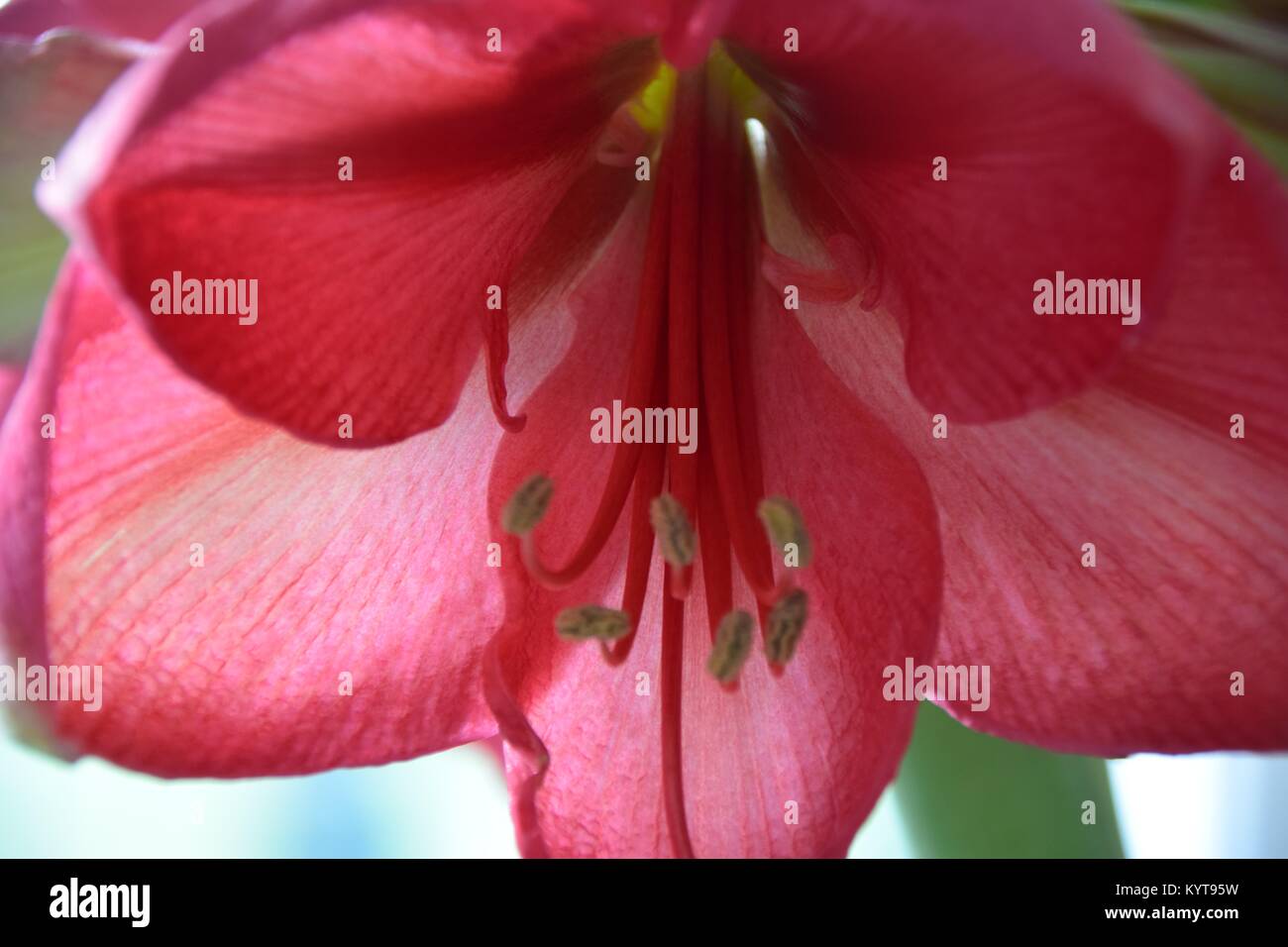Abstract Close-up of a pink Belladonna lily Stock Photo