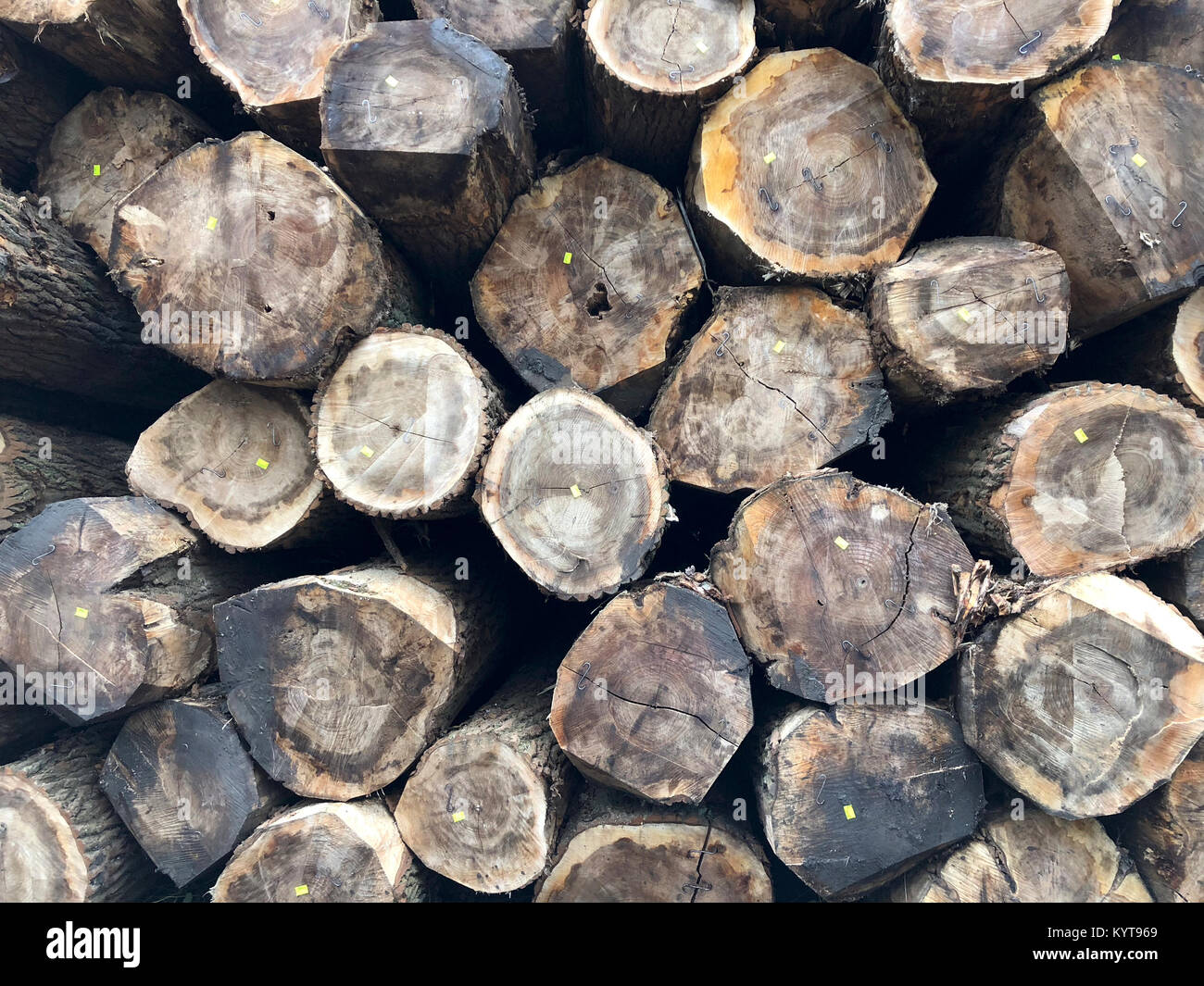 Stock of Tree Logs Stock Photo Alamy