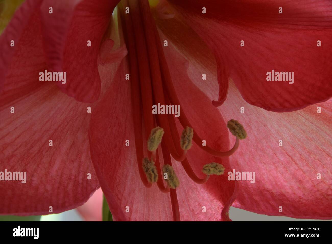 Amaryllis Close-up with pollen Stock Photo