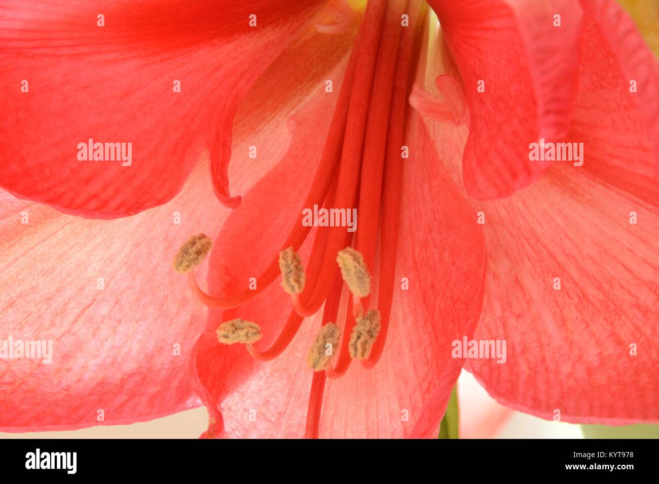 Abstract Close-up of a pink Belladonna lily Stock Photo