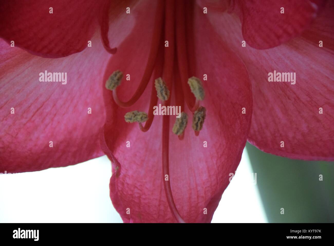 pink hippeastrum shown in abstract Stock Photo