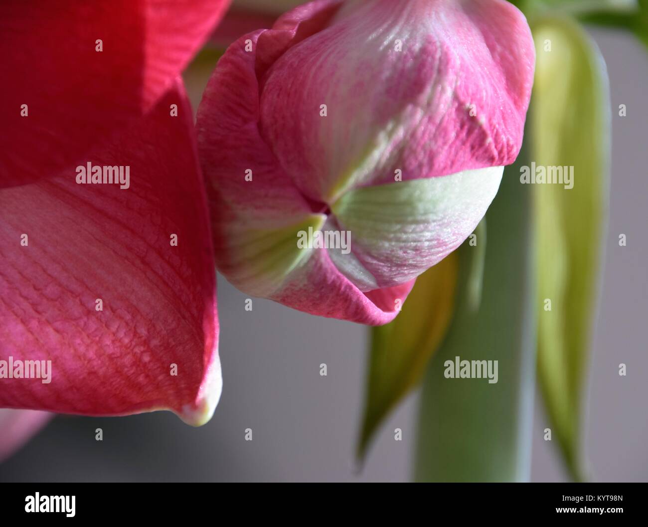 pink hippeastrum shown in abstract Stock Photo