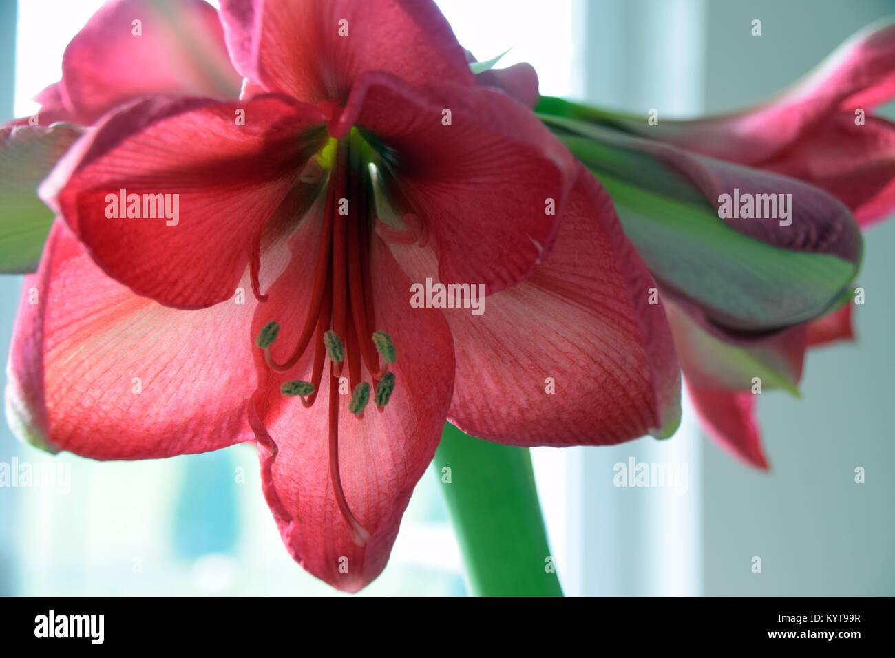 Close-up of a pink Hippeastrum Stock Photo