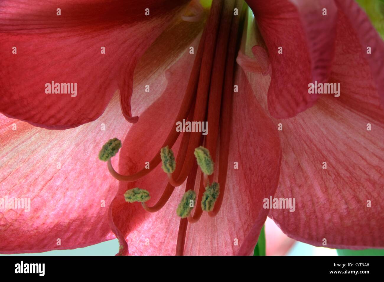 Close-up of a pink Hippeastrum Stock Photo