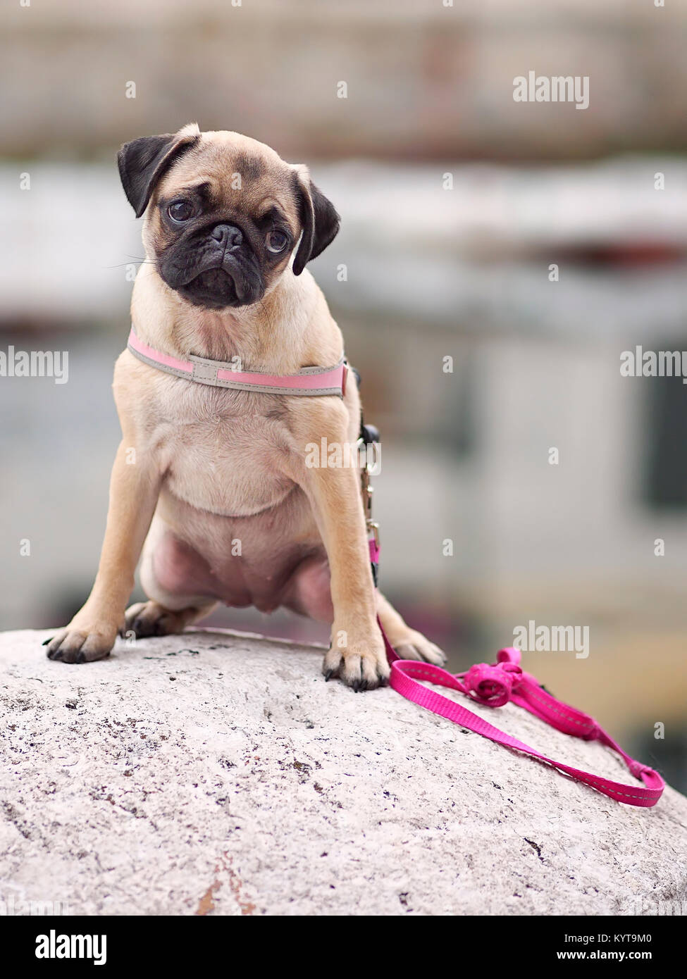 A purebred pug-dog is posing for a funny portrait. Stock Photo
