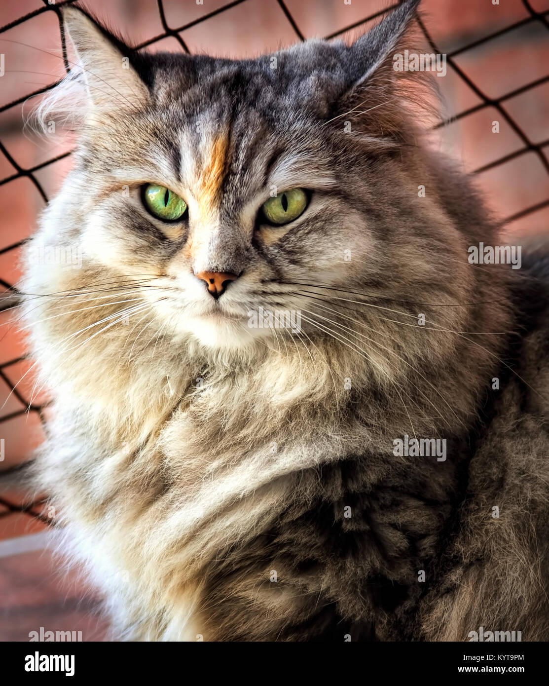Portrait of a beautiful female Siberian cat, Cleopatra, and her soft fur. Stock Photo