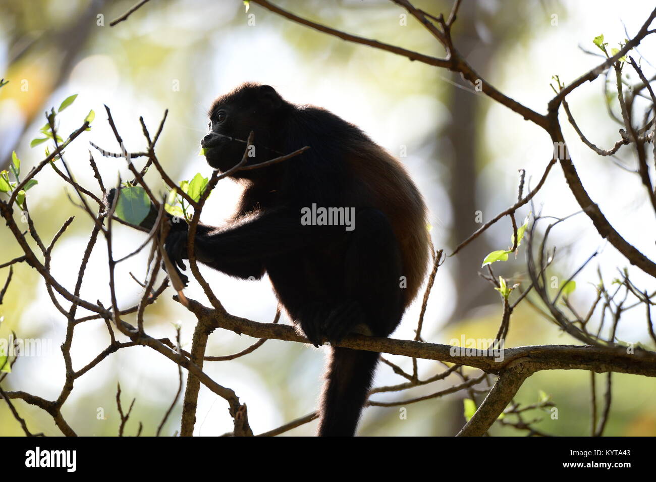 Monkey close up costa rica Stock Photo