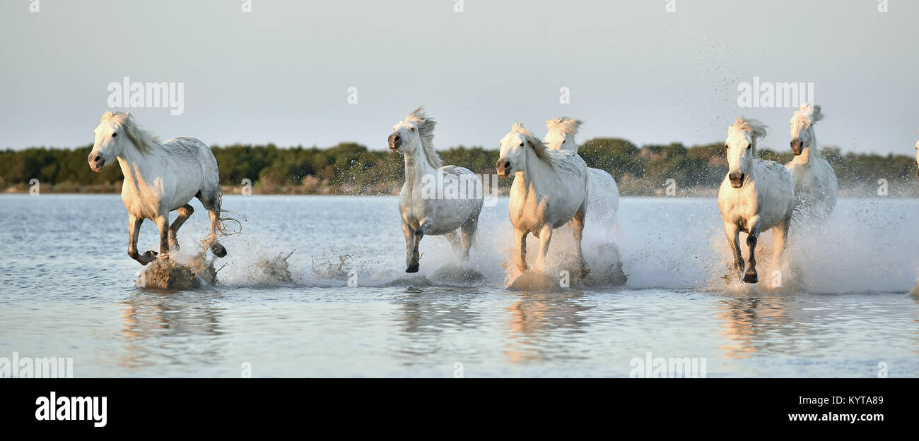 Herd of white horses running through water in sunset light. Parc Regional de Camargue - Provence, France Stock Photo