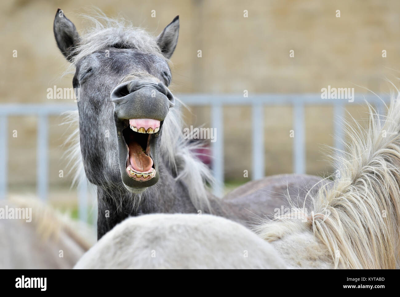 Funny portrait of a laughing horse. Camargue horse yawning, looking like he is laughing. Stock Photo
