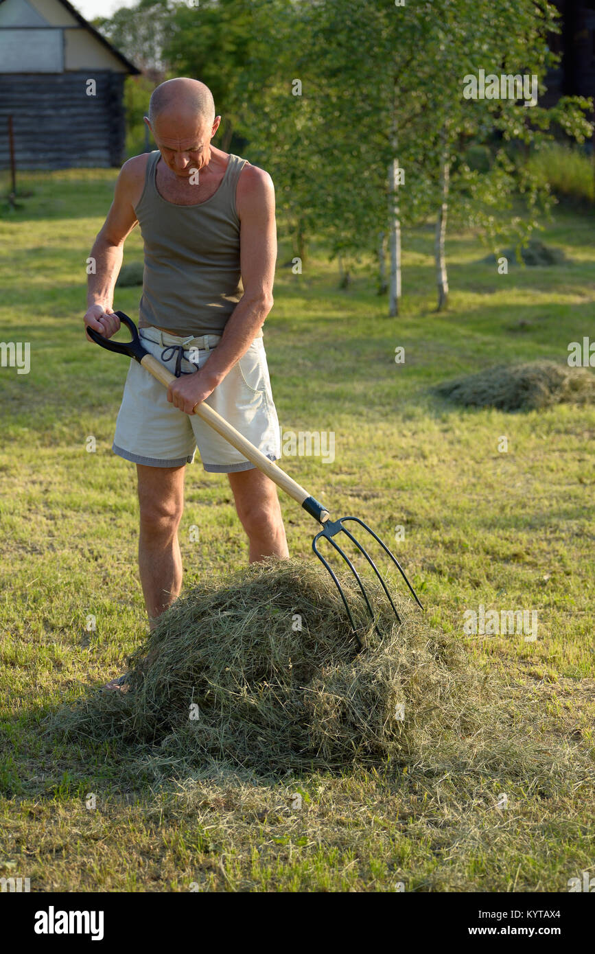 Farmer collects a pitchfork hay in small groups Stock Photo