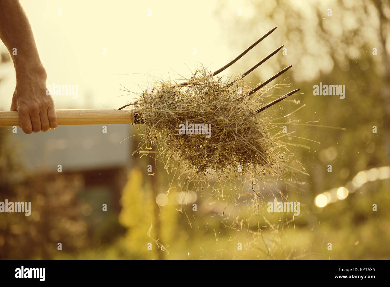 Piece of hay on the pitchfork, backlit, toned Stock Photo