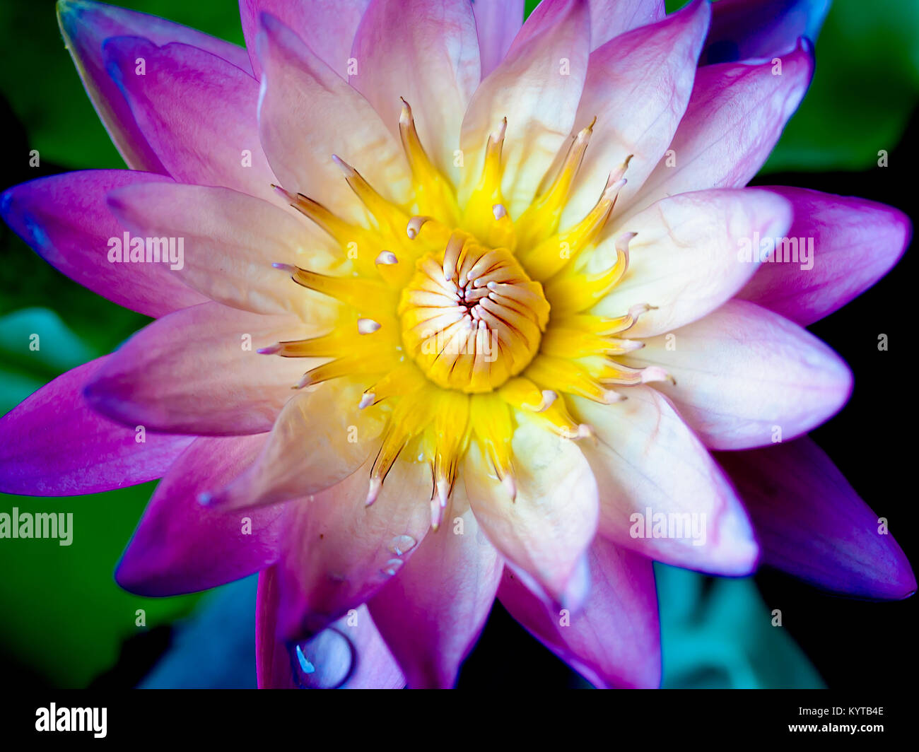 Lotus Flower With Beautiful Colors Stock Photo Alamy