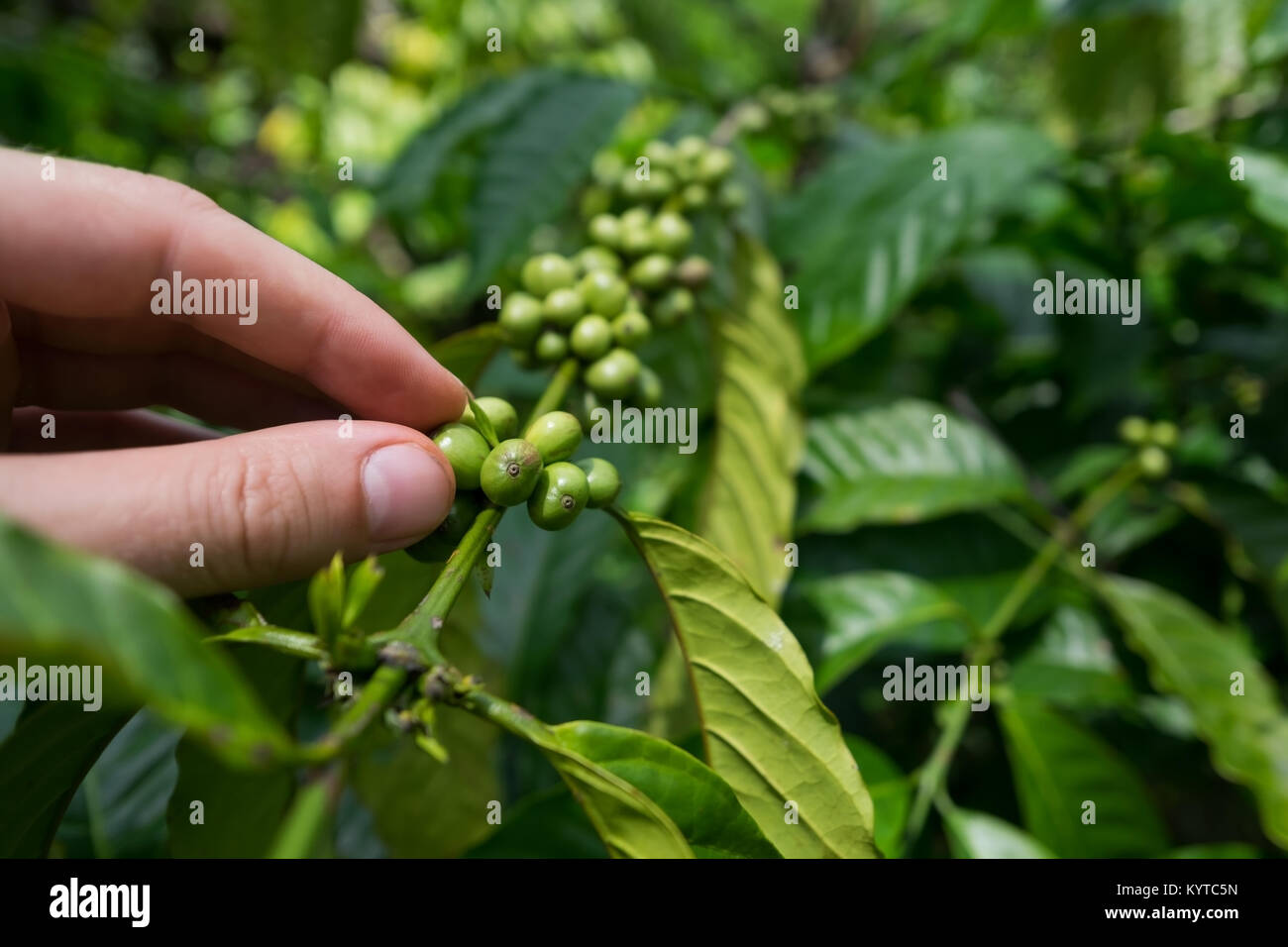 Check the quality of coffee bean on plantation Stock Photo Alamy