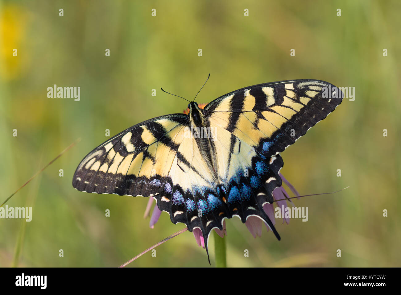eastern-tiger-swallowtail-papilio-glaucus-stock-photo-alamy