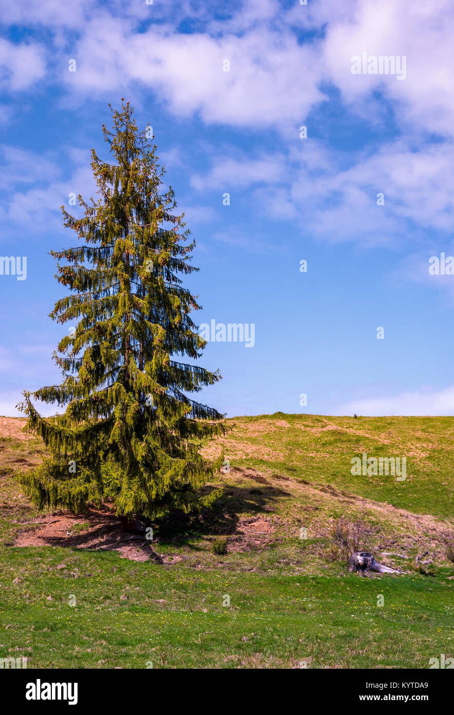 Sky and tall tree hi-res stock photography and images - Alamy