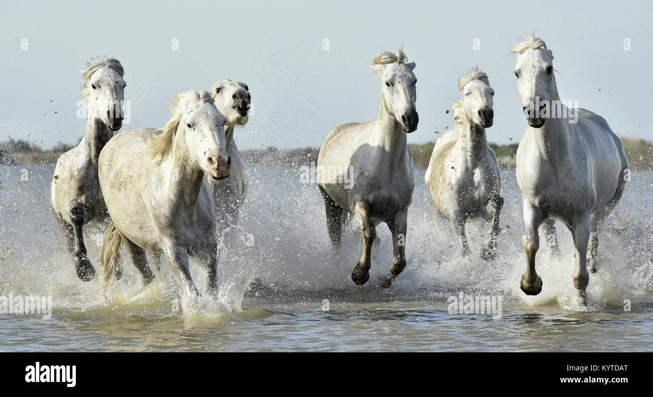 Horse herd running hi-res stock photography and images - Page 18 - Alamy Horse herd running hi-res stock photography and images - Page 18 - Alamy