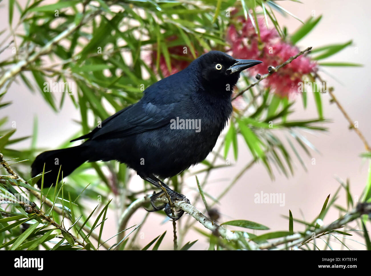 The Greater Antillean grackle (Quiscalus niger) perched on branch at La Boca, Republic of Cuba in March Stock Photo