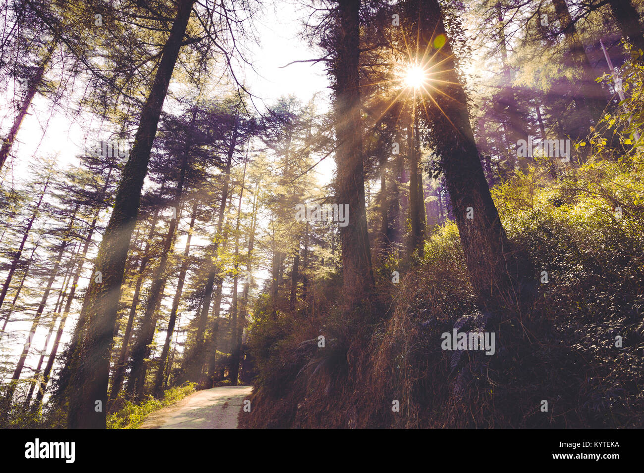 Crisp morning Sun rays pass through tall coniferous trees and lush foliage at Dharamkot, Mcleodganj, Dharamsala, Himachal pradesh, India.  Beautiful Stock Photo