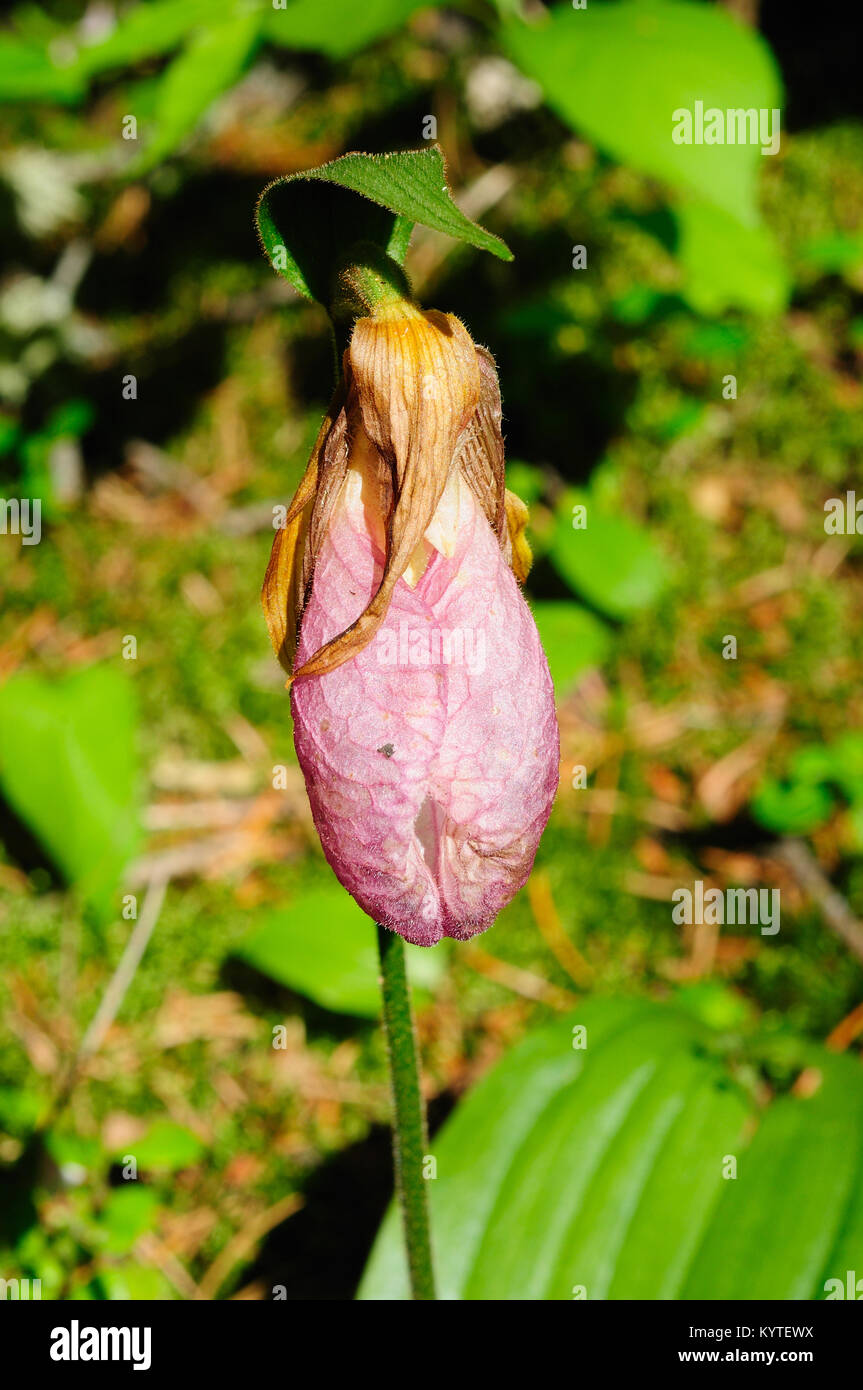 showy lady slipper plant in the Boundary waters Stock Photo