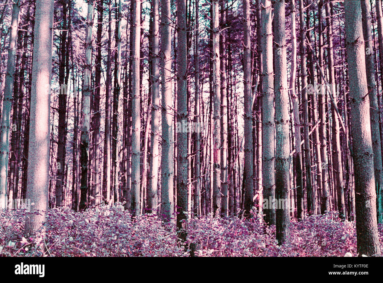 Surreal purple forest filled with rees Stock Photo - Alamy
