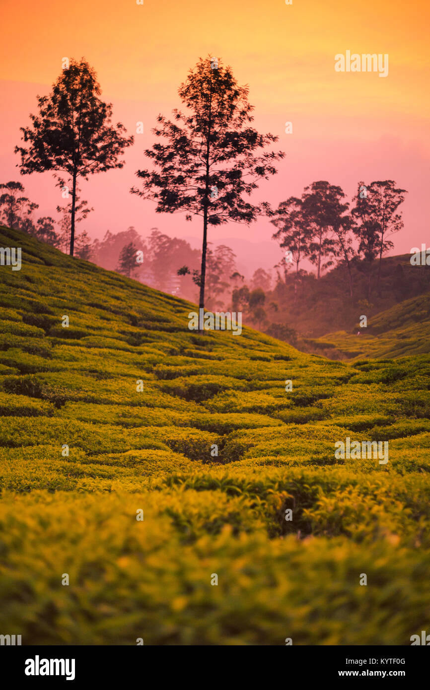 Beautiful Tea plantations at Munnar, Kerala, India at sunset/dusk. Vibrant hues and colorful, farming, tea culture, hills, silhouette of trees Stock Photo