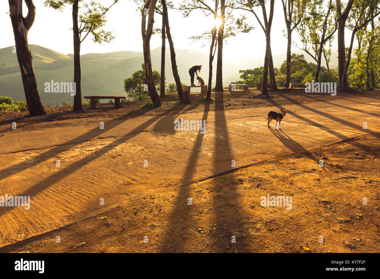 A woman pets a dog as the sun rises at Kemmangundi, Karnataka, India. Shadows and light. Silhouette, tall trees, forest. India tourism. Golden hour Stock Photo