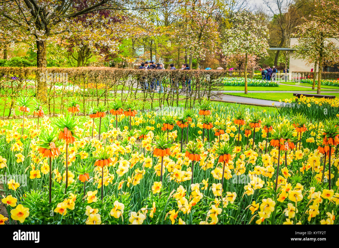 Rows of tulip flowers Stock Photo - Alamy