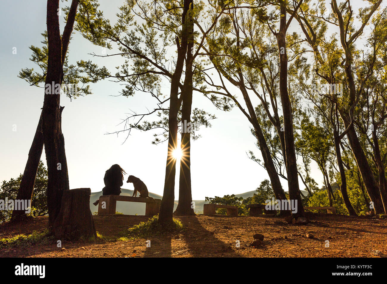 A dog and a woman watch the sunrise together at Kemmangundi in Karnataka, India. Beautiful early morning golden light, tall trees, forest, mountains. Stock Photo