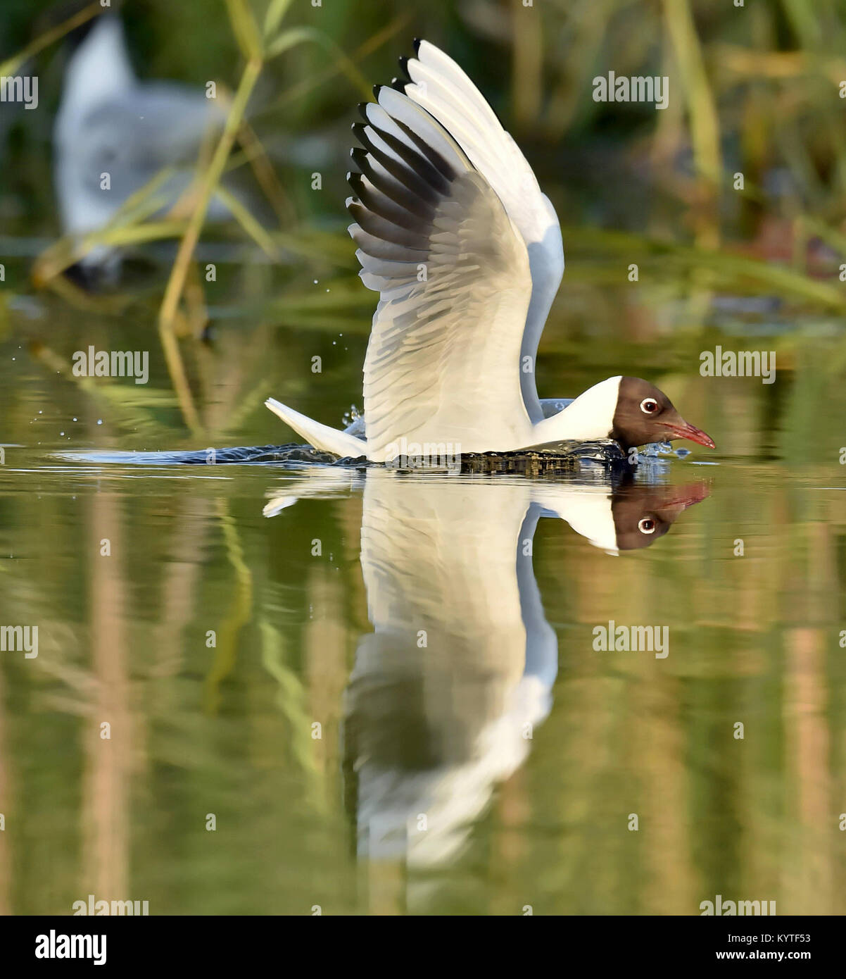 Black-headed Gull (Larus ridibundus) sitting down at the water. Gull and reflection Stock Photo