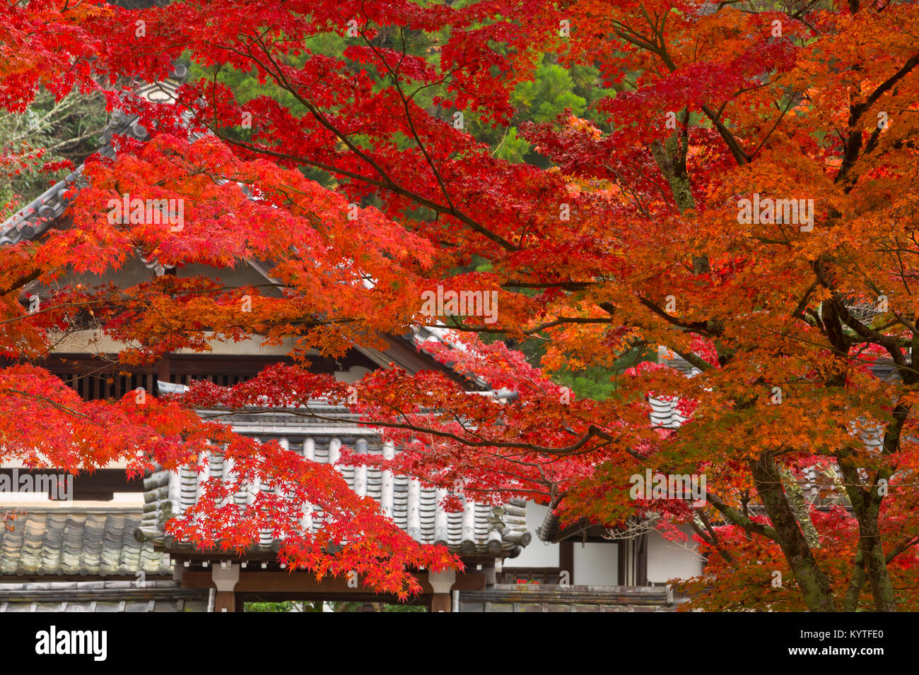 Fall leaves surround a building in Kyoto, Japan. Stock Photo