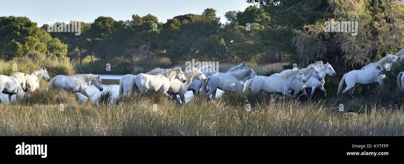 Herd of White Horses Running . Early morning at sunrise. France Stock Photo