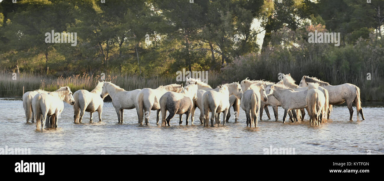 Herd of White Horses Running and splashing through water. Provance. France Stock Photo