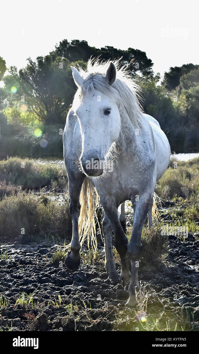 Portrait of the White Camargue Horse. in counterlight spoil Stock Photo