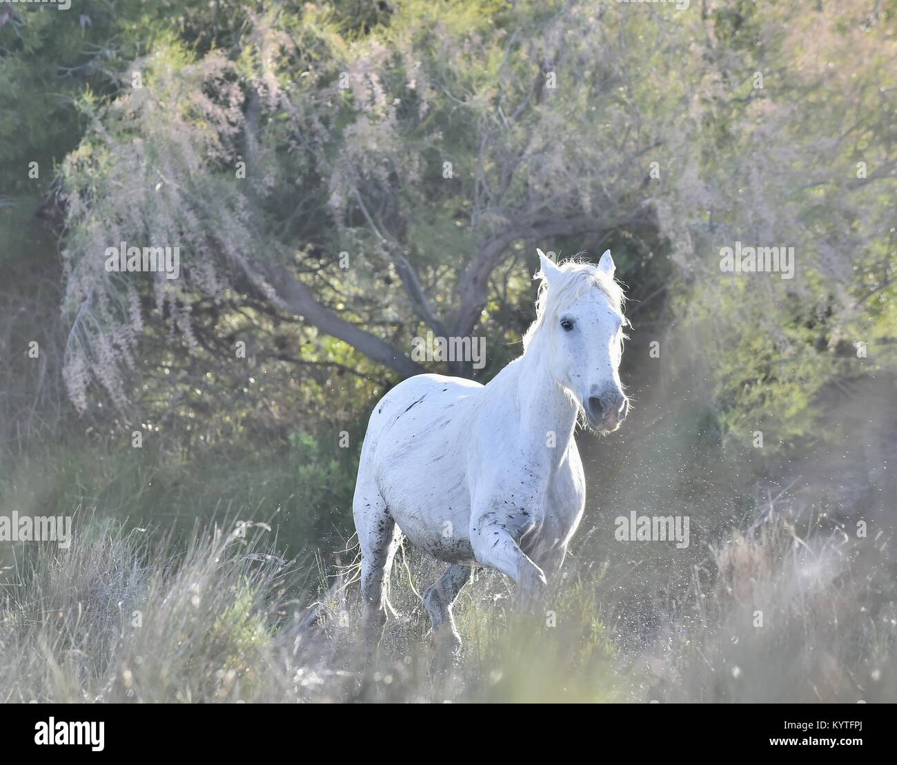 Portrait of the White Camargue Horse. Provance, France Stock Photo