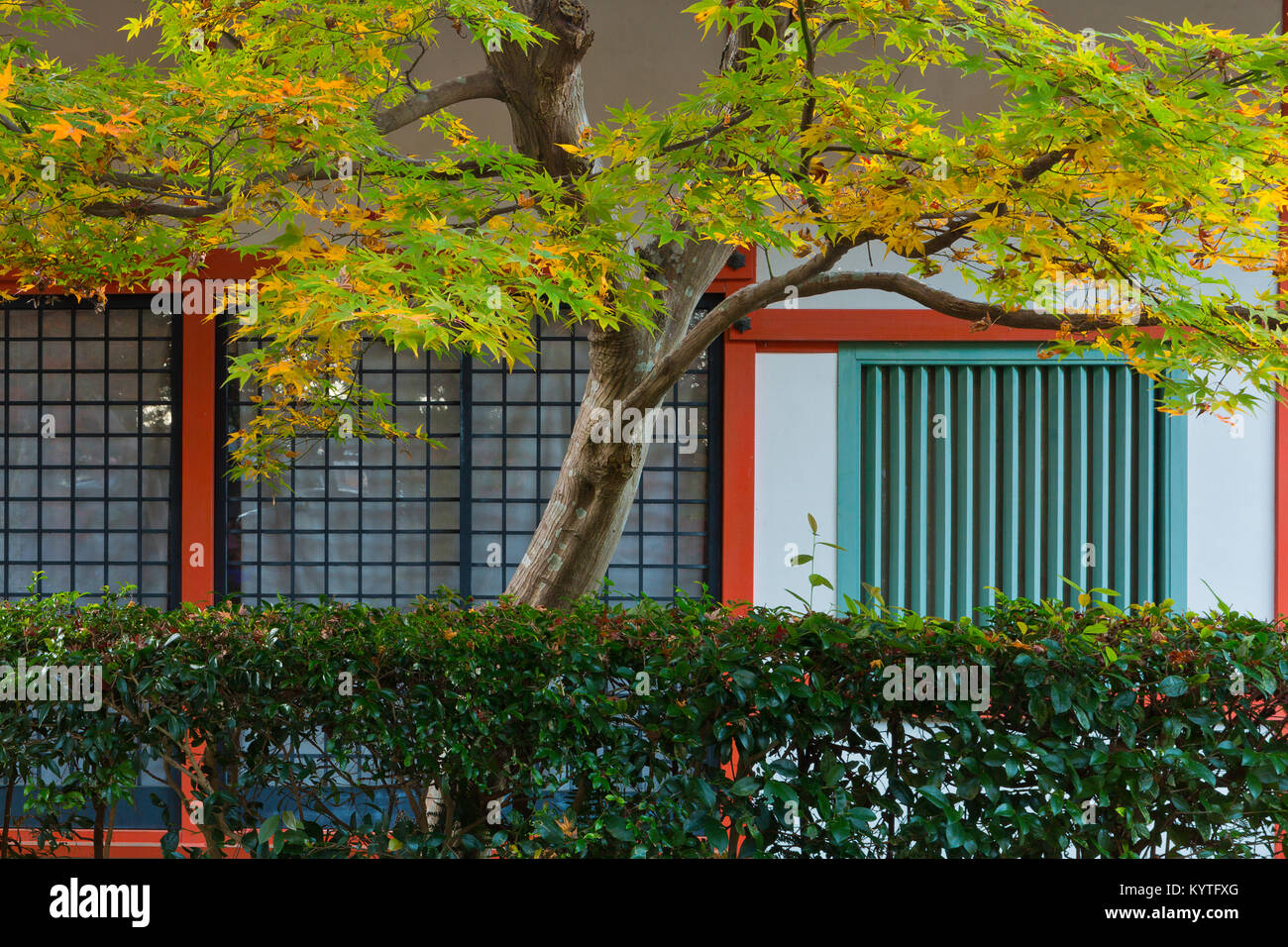 Fall leaves and a hedge against a building in Kyoto, Japan. Stock Photo
