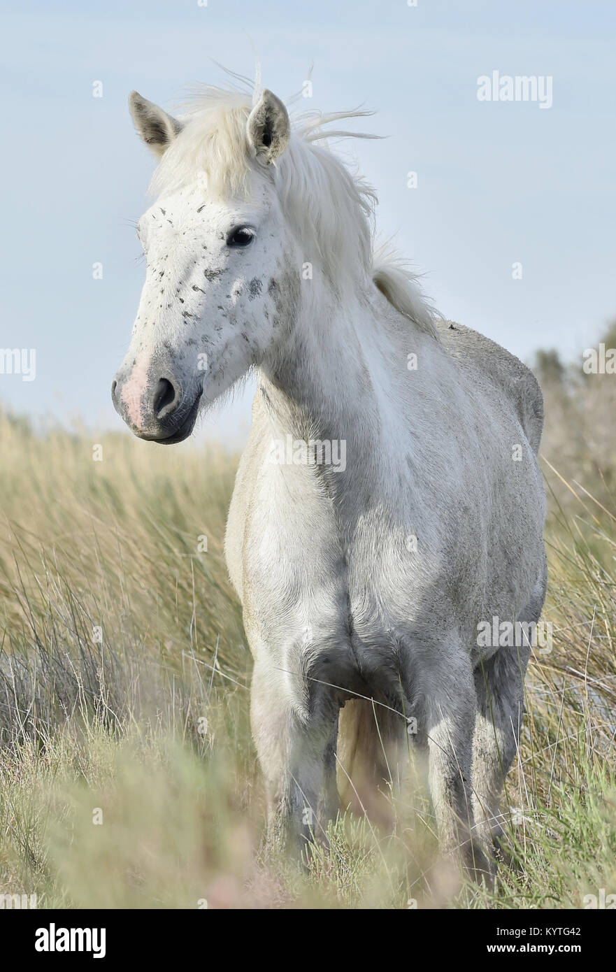 Portrait of the White Camargue Horse. Provance, France Stock Photo