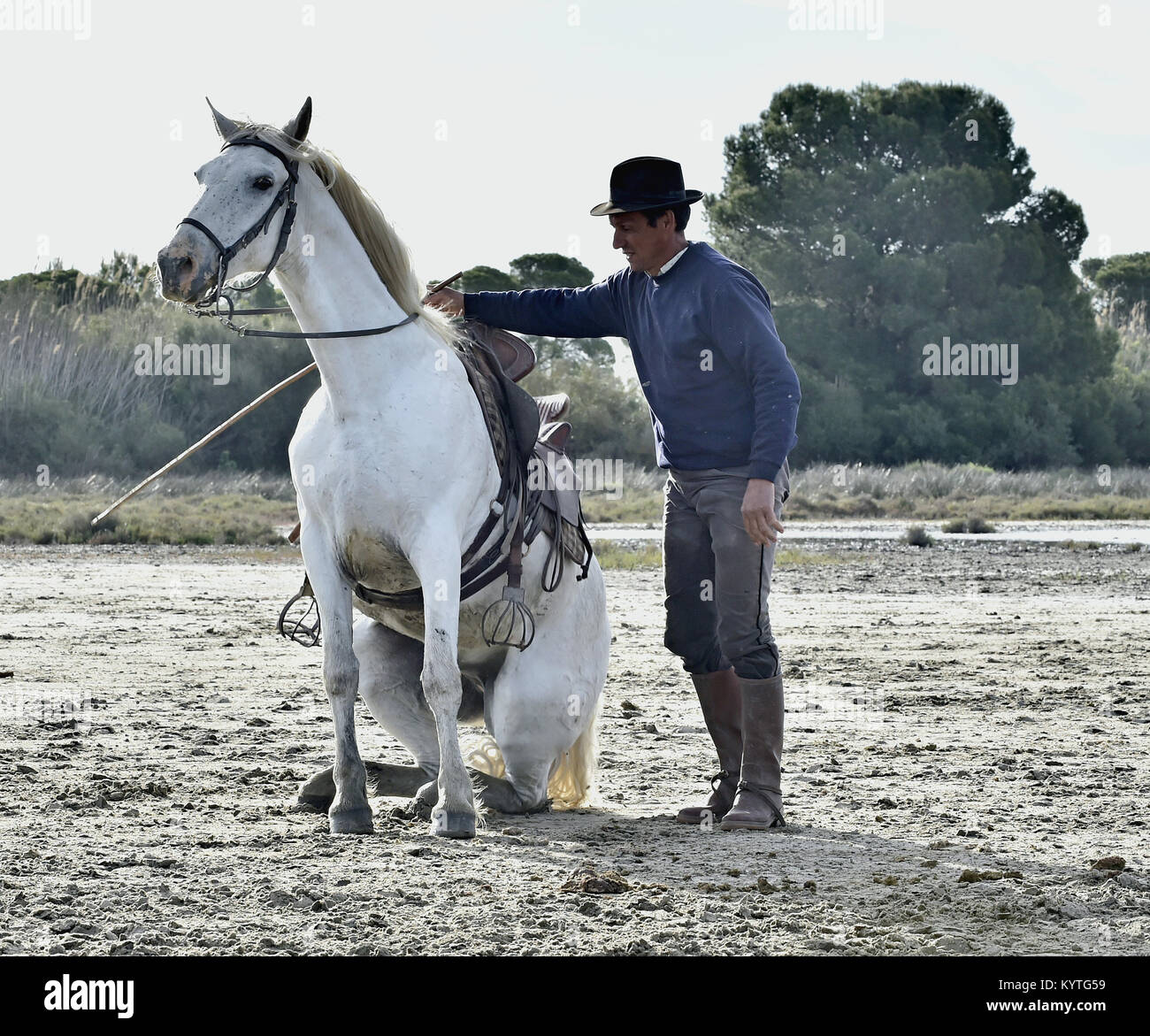 PROVENCE, FRANCE - MAY 07, 2015: Groom shows White Camargue Horse in the swamp nature reserve in Parc Regional de Camargue - Provence, France Stock Photo