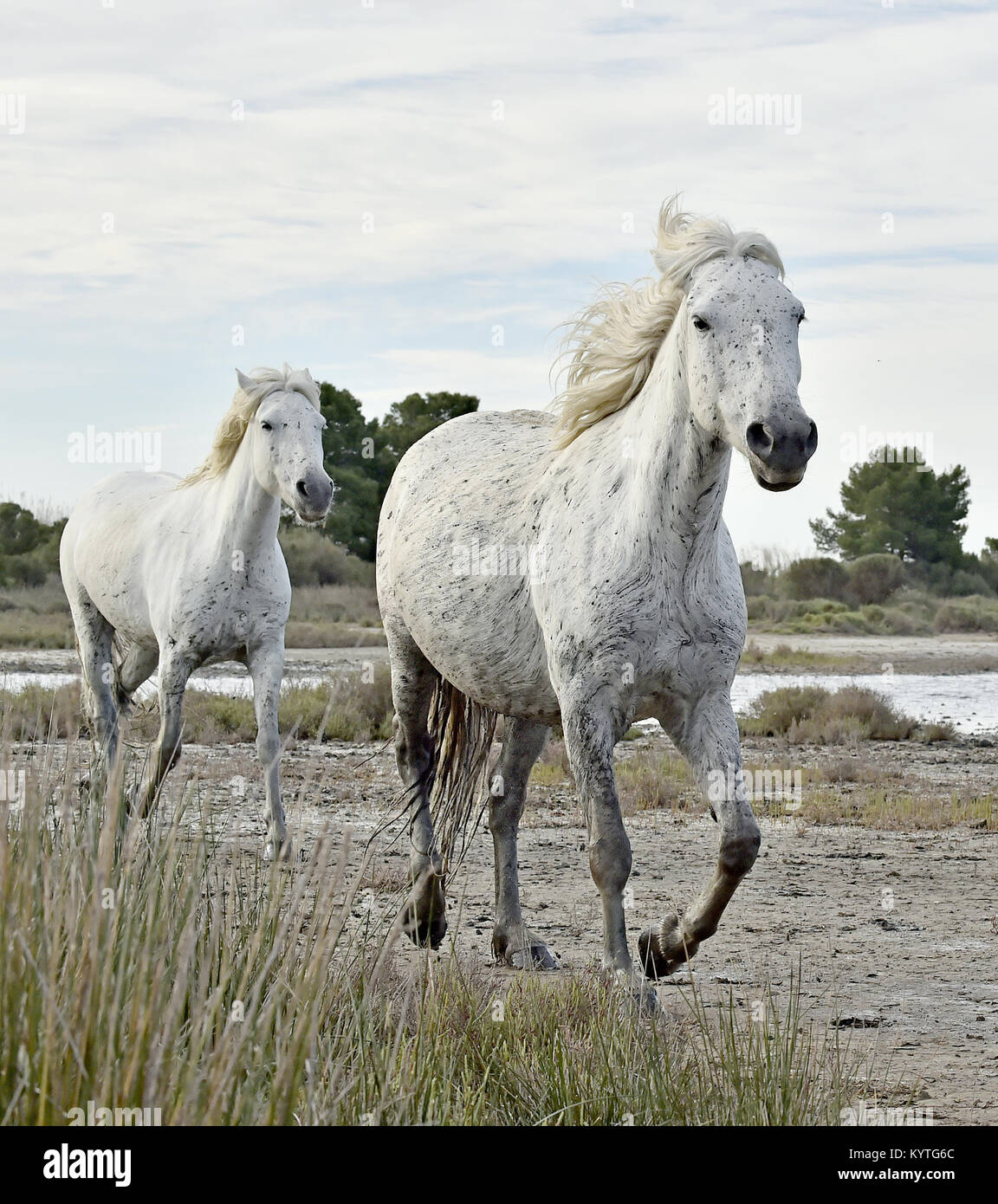 Portrait of the Running White Camargue Horses in Parc Regional de Camargue Stock Photo