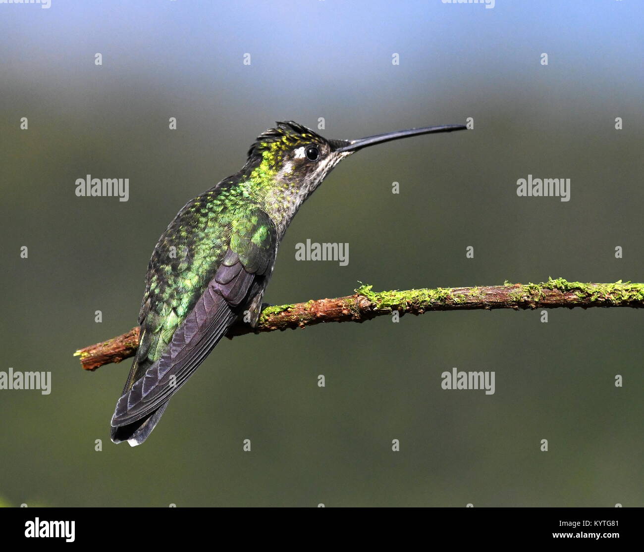 Green-crowned brilliant hummingbird (Heliodoxa jacula) in Costa Rica. Stock Photo