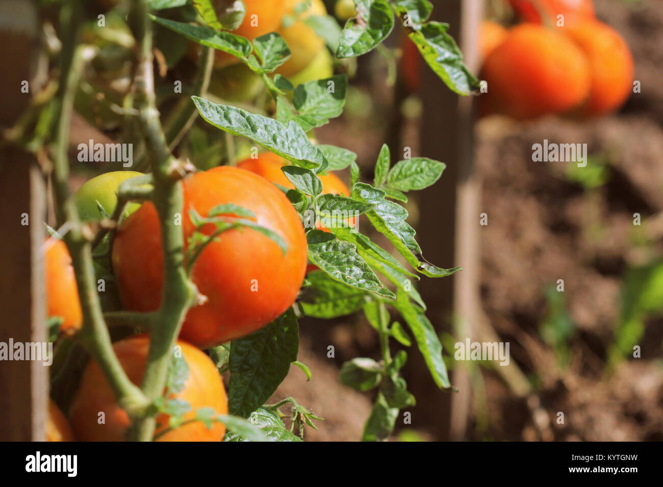 Ripe organic red tomatoes in garden ready to harvest Stock Photo - Alamy
