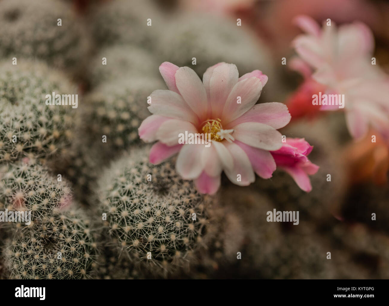 Close up macro images of a flowering cactus plants at the Blenheim Flower show. Stock Photo
