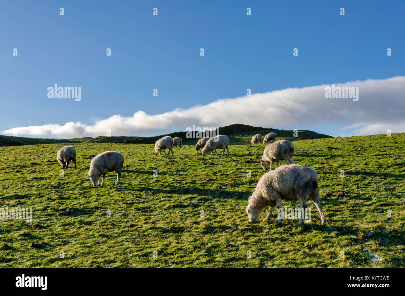 A backlit flock of sheep, grazing on a meadow Stock Photo - Alamy