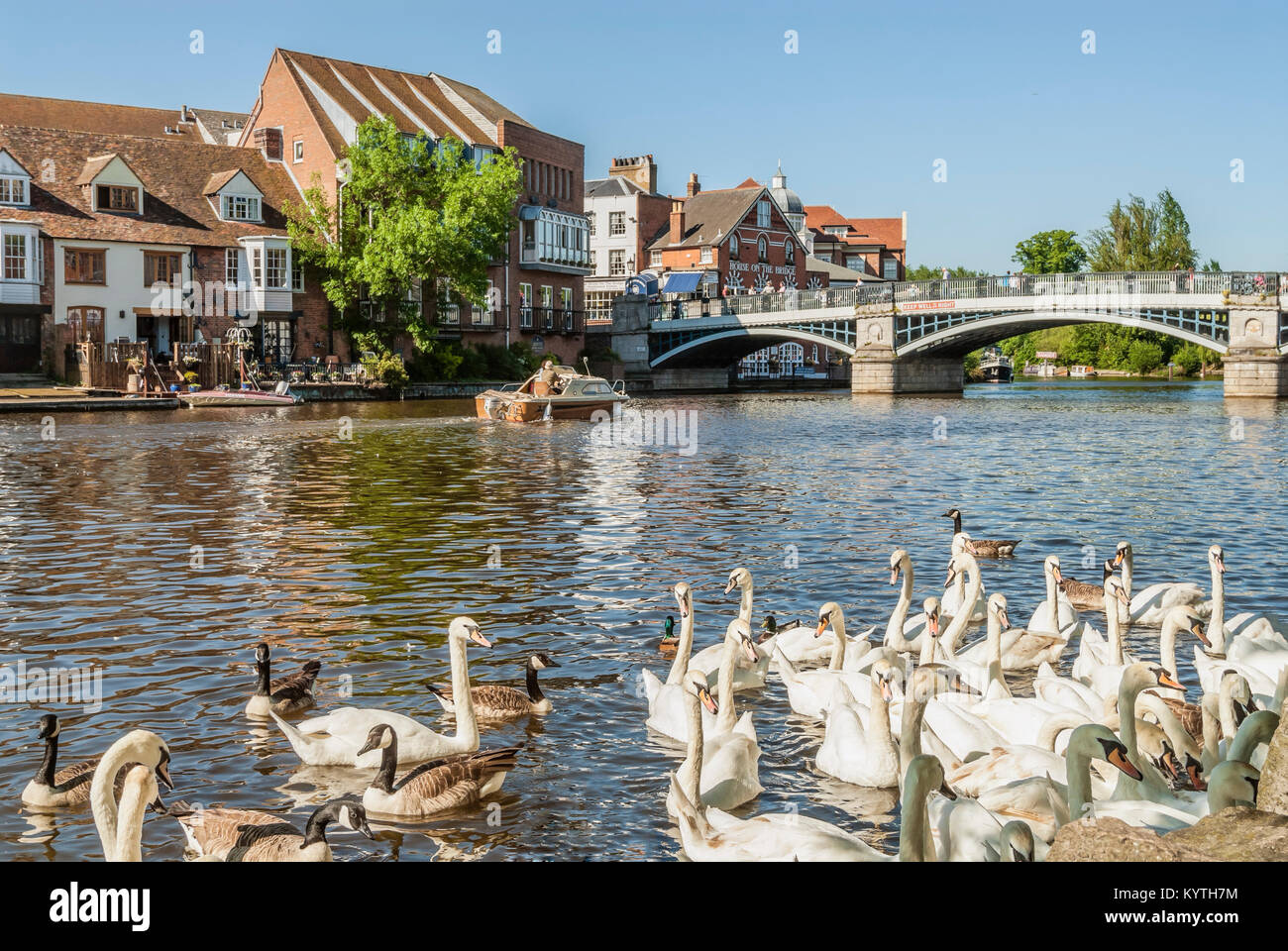 Swan at wild goose on  River Thames at Windsor Bridge which forms the boundary to Eton, Berkshire, England. Stock Photo