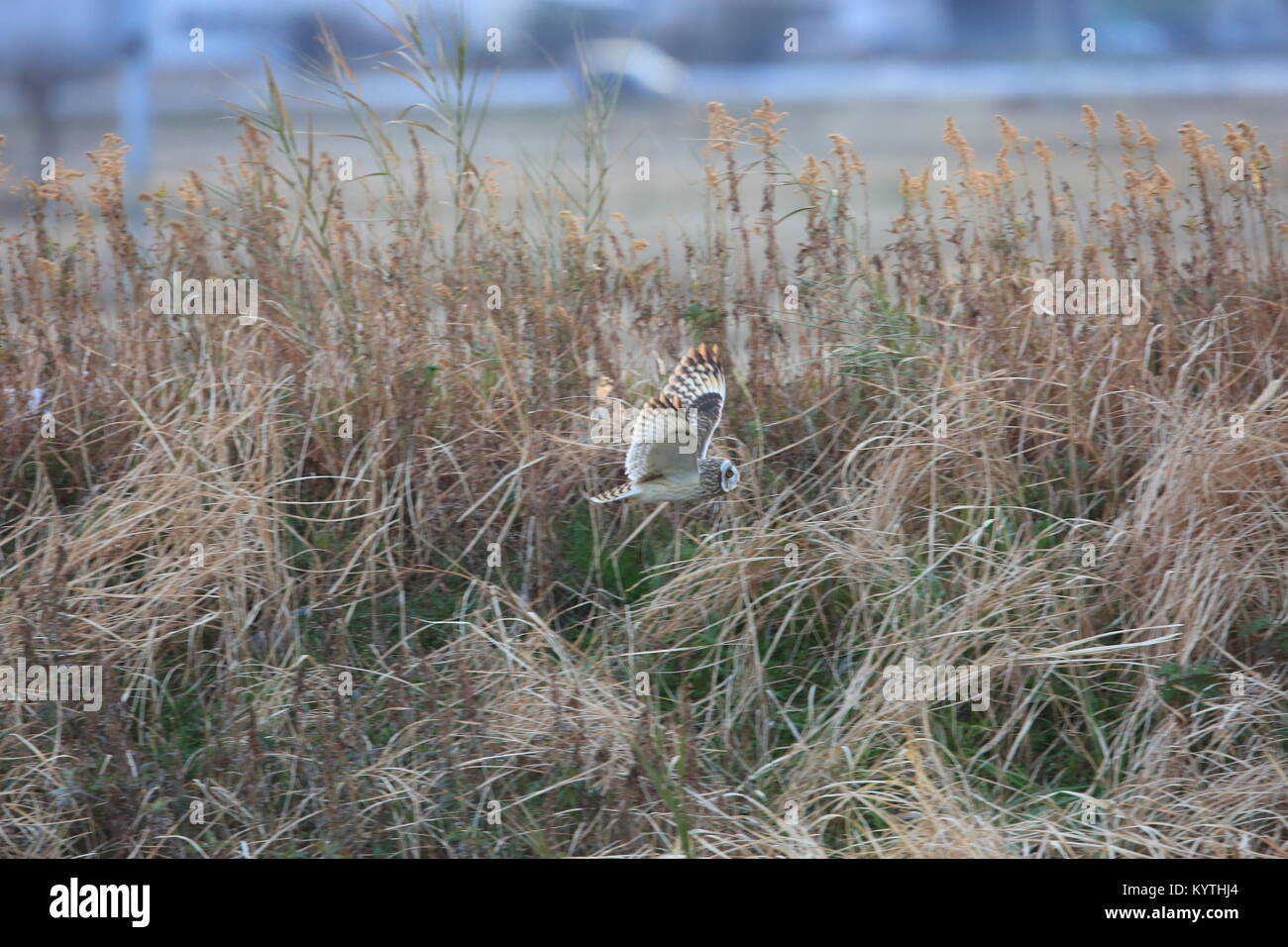 Short-eared Owl (Asio flammeus) in Japan Stock Photo