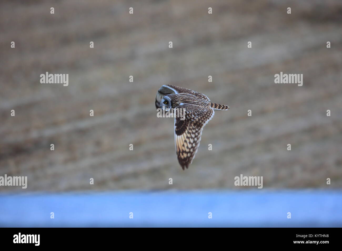 Short-eared Owl (Asio flammeus) in Japan Stock Photo