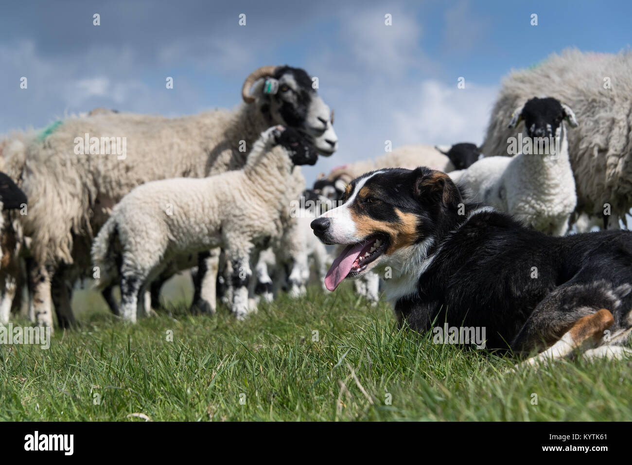 Border Collie sheepdog with swaledale sheep and lambs in the lambing fields, Cumbria. Stock Photo