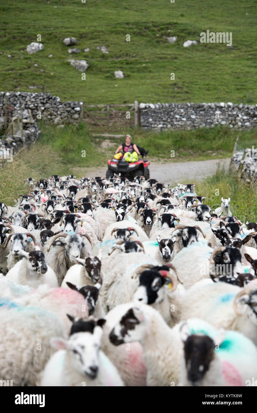 Shepherdess on quad bike moving a flock of sheep down a narrow rural lane, North Yorkshire, UK. Stock Photo