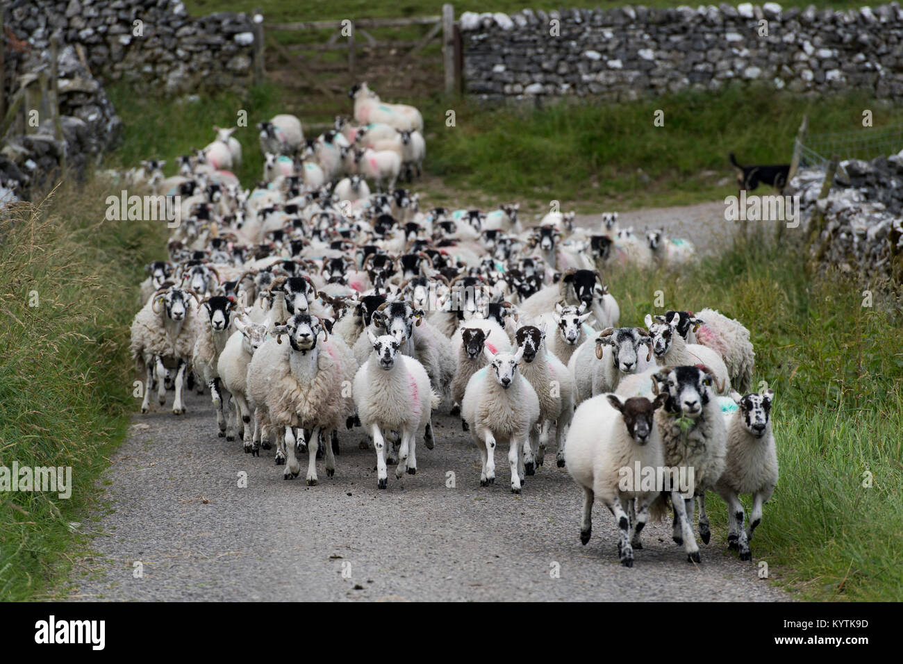 Shepherdess on quad bike moving a flock of sheep down a narrow rural lane, North Yorkshire, UK. Stock Photo