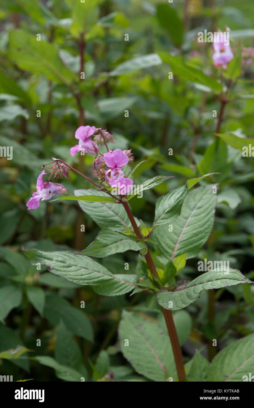 Himalayan balsam, Impatiens glandulifera, in flower on a river bank, North Yorkshire, UK. Considered a weed Stock Photo